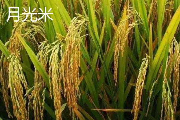 东北地区何时开始种水稻，播种时间一般为4月份中上旬