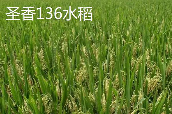 东北地区何时开始种水稻，播种时间一般为4月份中上旬