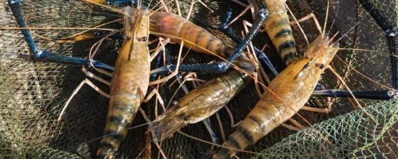 沼虾是淡水养殖还是海水养殖