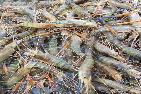 沼虾是淡水养殖还是海水养殖，通常为淡水养殖