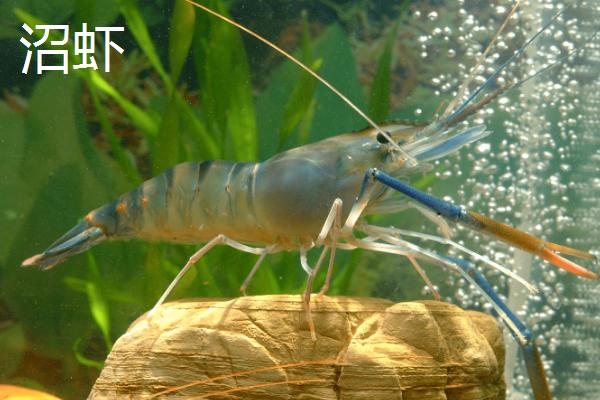 沼虾是淡水养殖还是海水养殖，通常为淡水养殖