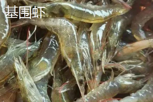 沼虾是淡水养殖还是海水养殖，通常为淡水养殖