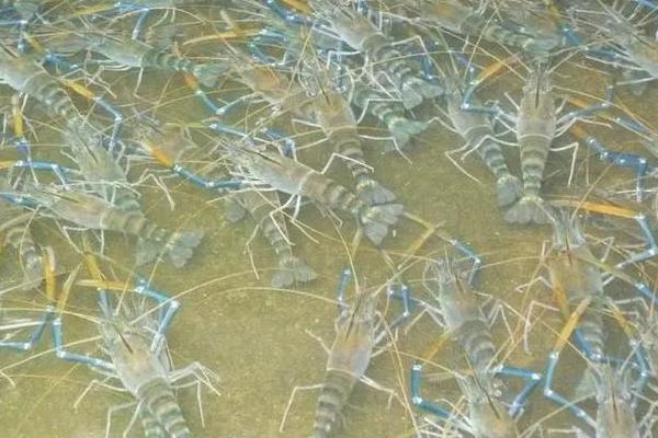 沼虾是淡水养殖还是海水养殖，通常为淡水养殖