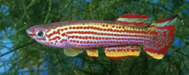 五线鳉鱼好不好养
