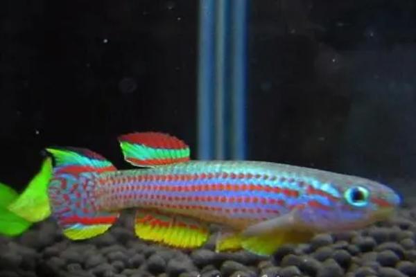 五线鳉鱼好不好养，性情温顺、适应能力强、容易饲养