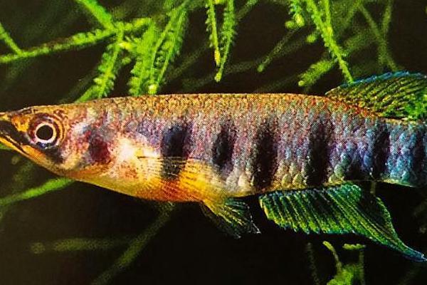 五线鳉鱼好不好养，性情温顺、适应能力强、容易饲养