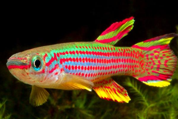 五线鳉鱼好不好养，性情温顺、适应能力强、容易饲养