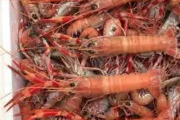 海龙虾人工养殖条件,苗种以当地海域生产的天然小龙虾为主