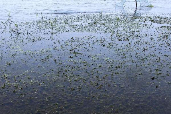 海龙虾人工养殖条件,苗种以当地海域生产的天然小龙虾为主