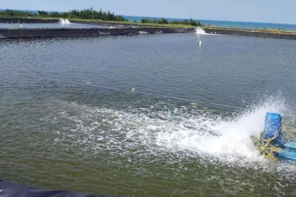 海龙虾人工养殖条件,苗种以当地海域生产的天然小龙虾为主