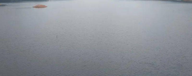 鱼塘水发黑如何才可以让水变清