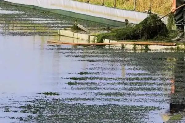 鱼塘水发黑如何才可以让水变清,首先要做好清塘的工作