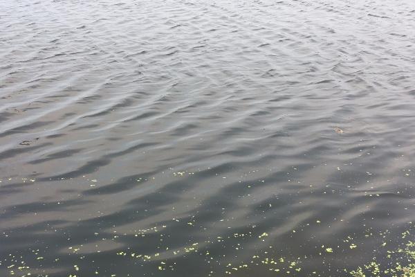 鱼塘水发黑如何才可以让水变清,首先要做好清塘的工作