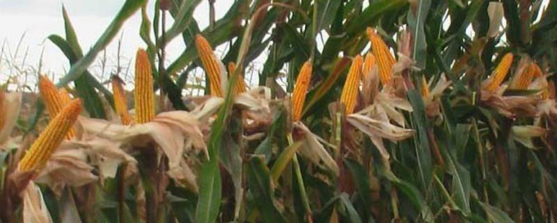 金穗702玉米种子简介