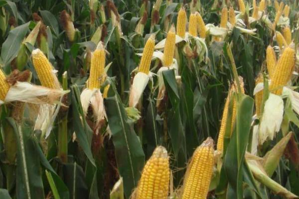 金穗702玉米种子简介,生育期131天