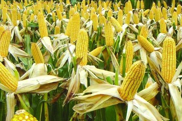 金穗702玉米种子简介,生育期131天