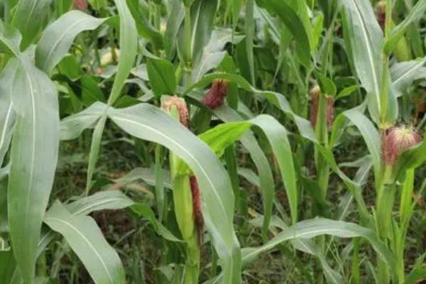 金穗702玉米种子简介,生育期131天