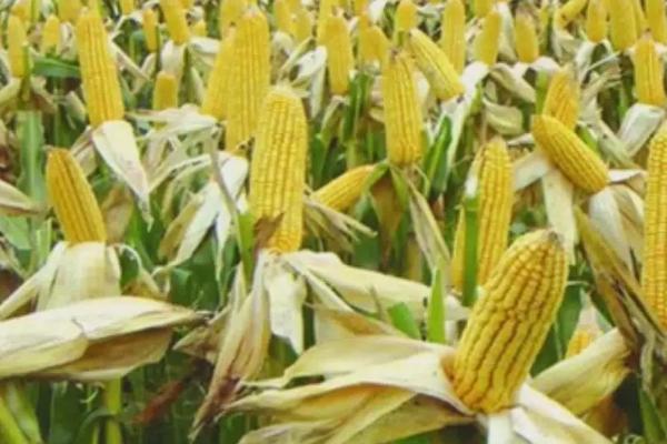 金穗702玉米种子简介,生育期131天