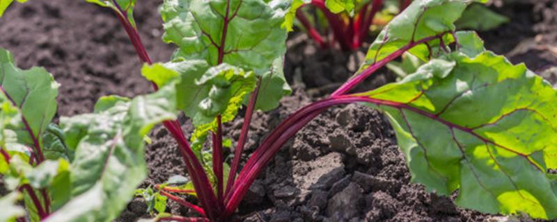 南方甜菜几月份种