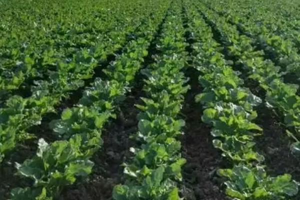 南方甜菜几月份种，春秋两季均可种植