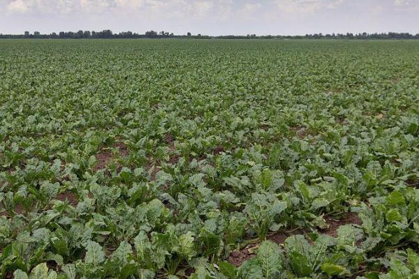 南方甜菜几月份种，春秋两季均可种植