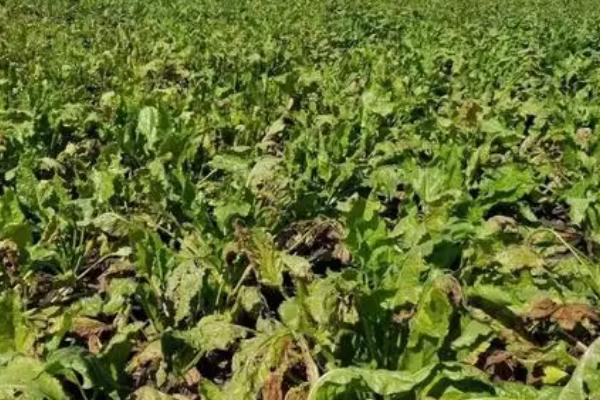 南方甜菜几月份种，春秋两季均可种植