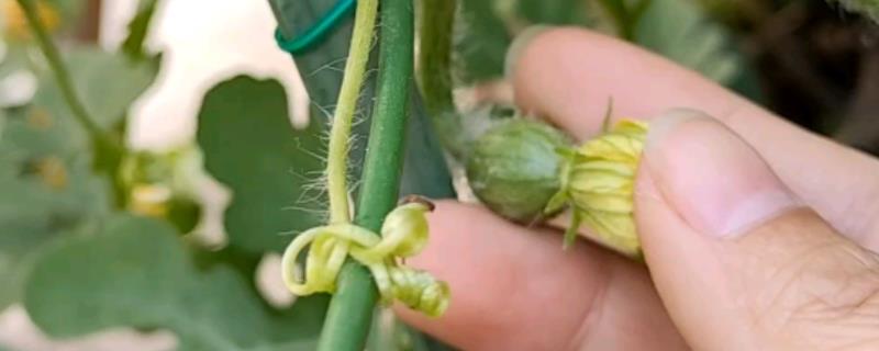 西瓜授粉成功的特征