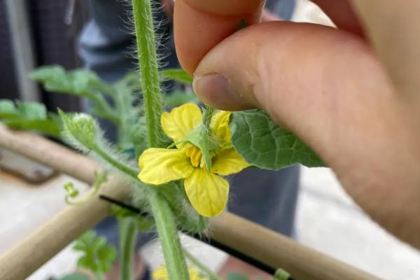 西瓜授粉成功的特征,雌花下方会有一个小圆球