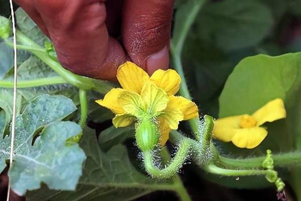 西瓜授粉成功的特征,雌花下方会有一个小圆球