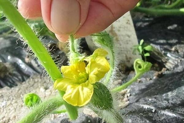 西瓜授粉成功的特征,雌花下方会有一个小圆球
