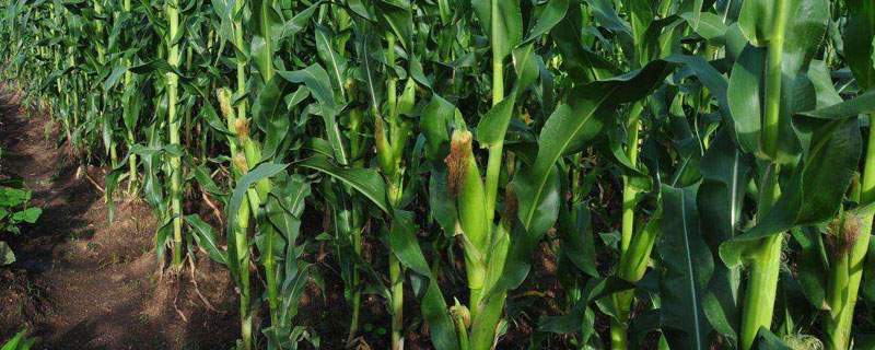 SAU938玉米品种的特性