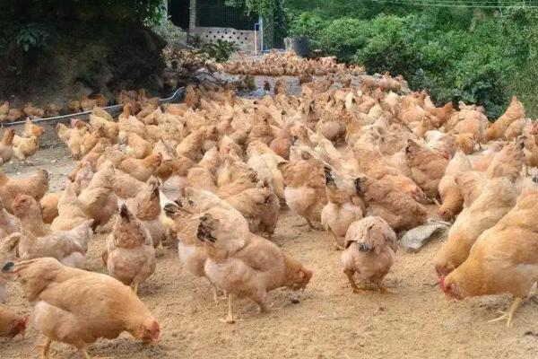 豆腐渣喂鸡有营养吗，有营养但不可以直接喂鸡