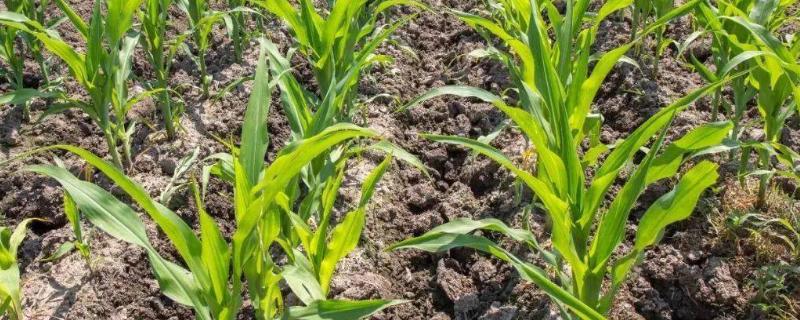 夏玉米防治黄苗的措施
