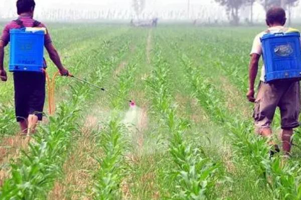 夏玉米防治黄苗的措施,要及时增施有机肥