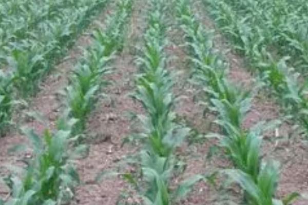 夏玉米防治黄苗的措施,要及时增施有机肥