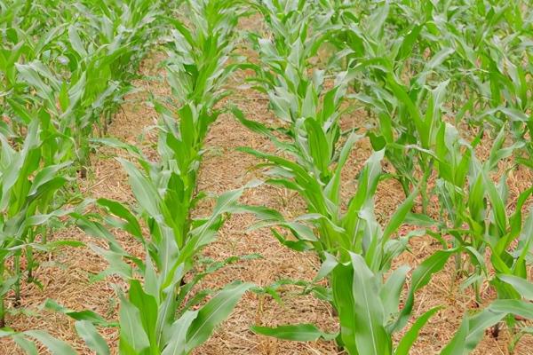 夏玉米防治黄苗的措施,要及时增施有机肥