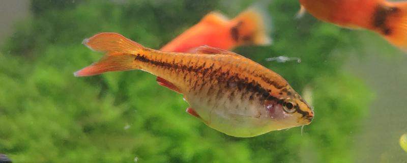 鱼如何繁殖后代