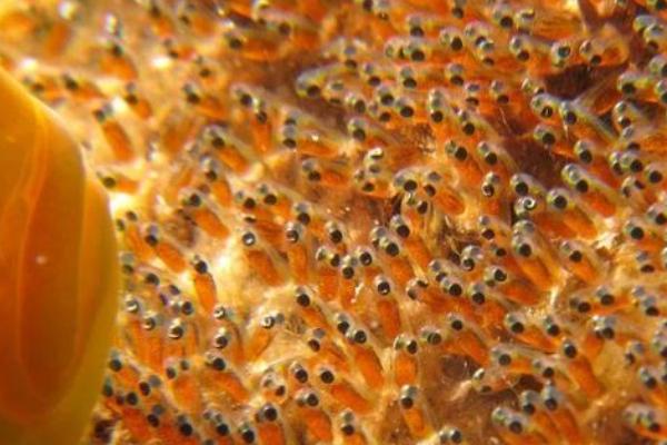 鱼如何繁殖后代,分为卵生、卵胎生、胎生