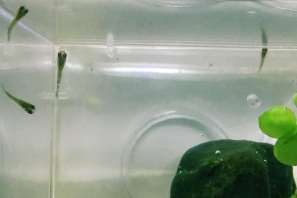 鱼如何繁殖后代,分为卵生、卵胎生、胎生