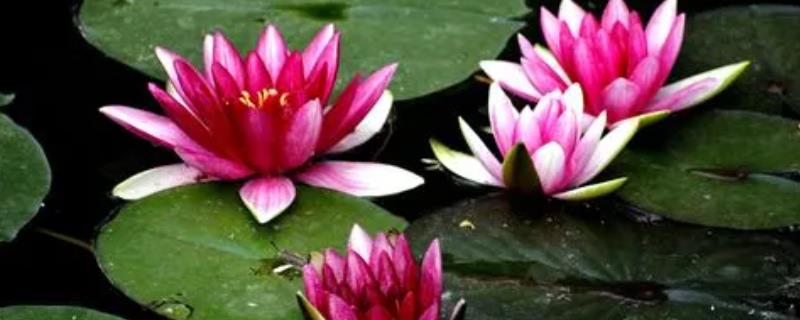 怎样让睡莲多开花