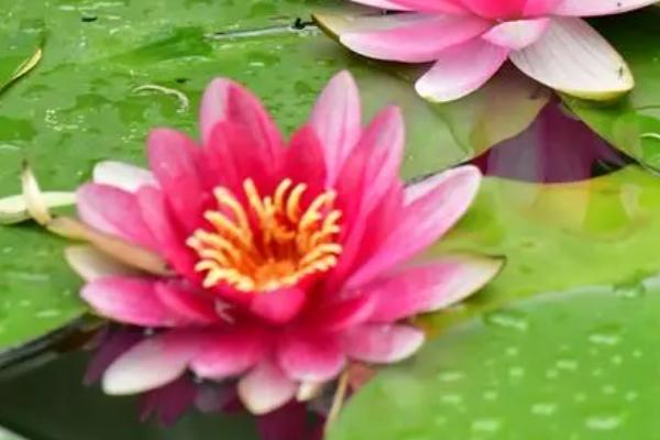 怎样让睡莲多开花,每年春分前后翻盆换土