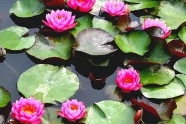 怎样让睡莲多开花,每年春分前后翻盆换土