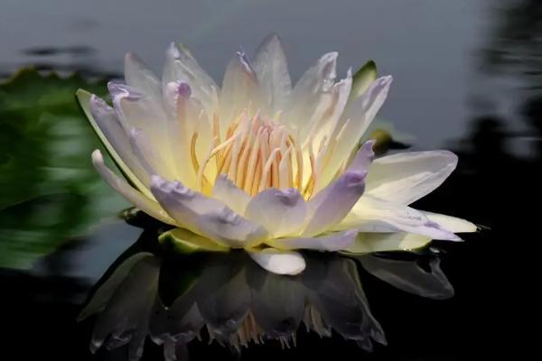 怎样让睡莲多开花,每年春分前后翻盆换土