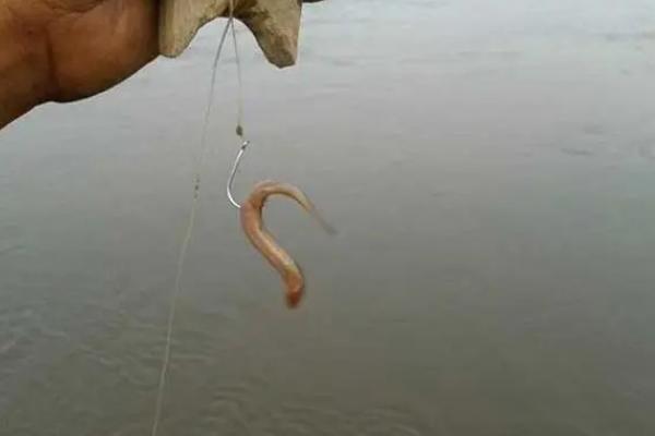 钓桂鱼的技巧，要保证饵料的活性