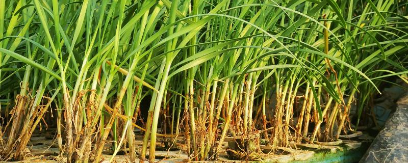 无土栽培韭菜技术