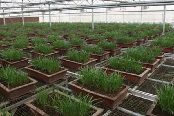 无土栽培韭菜技术,选择2年以上的露地韭菜根为佳