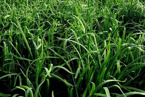 无土栽培韭菜技术,选择2年以上的露地韭菜根为佳