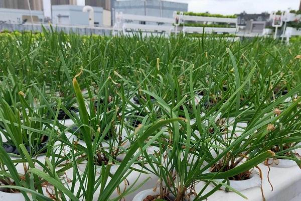 无土栽培韭菜技术,选择2年以上的露地韭菜根为佳