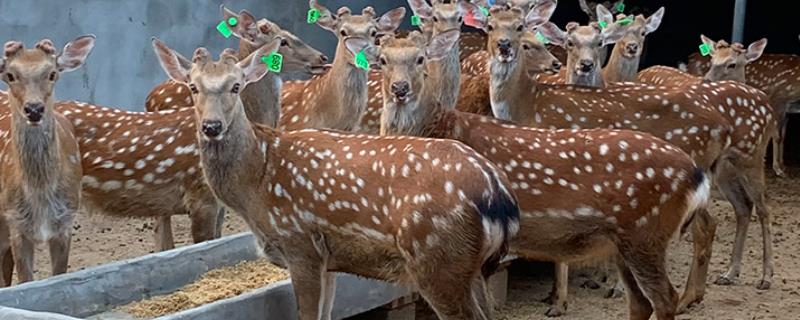 鹿的养殖条件
