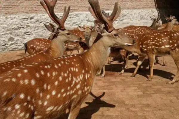鹿的养殖条件,水源不能受过污染